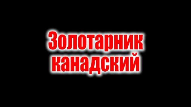 Пришельцы в Линево смотреть онлайн