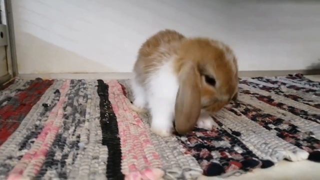 Карликовый крольчонок баран из Ягодки смотреть онлайн