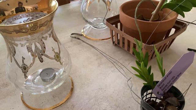 AN ORCHID A DAY EPISODE 478 POTTING BARE ROOT ORCHIDS #VANDA смотреть онлайн