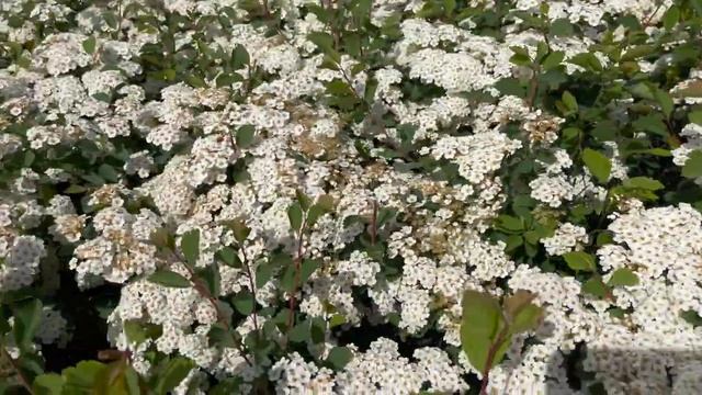 Спирея Вангутта (Spiraea Vanhouttei) - цветение посадка уход!