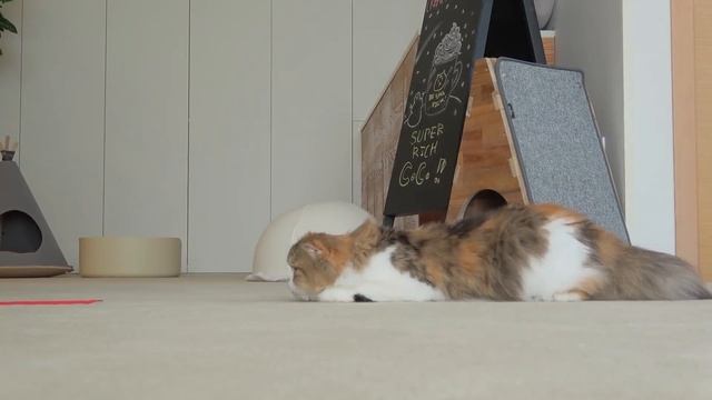 Cat Logic: Hunting | Kittisaurus смотреть онлайн