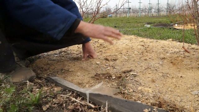 Зачем голубике опилки?! смотреть онлайн