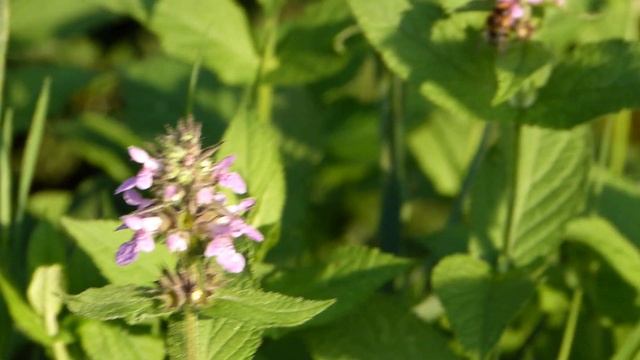 Anthophora furcata ♀ 2020 butine ici Stachys palustris смотреть онлайн
