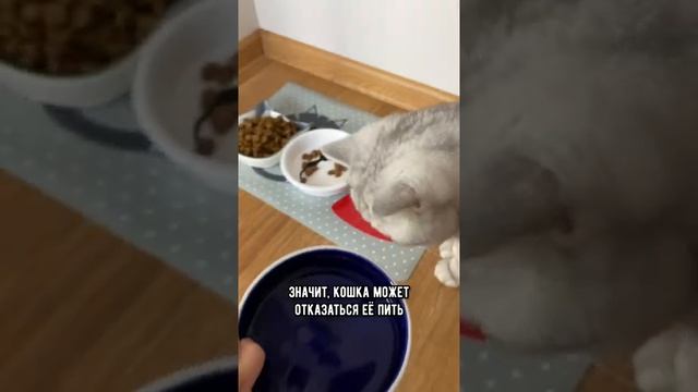 Ошибки владельцев кошек / Смешные коты - Майя #кот #кошка смотреть онлайн