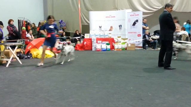 26/04/2015. Н.Новгород. Монопородка далматины. Класс юниоры, кобели смотреть онлайн