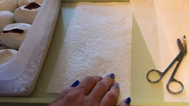 Cutting ball python eggs clutch 3! Update on clutch 2 смотреть онлайн