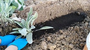 Как и куда посадить заячьи уши, многолетний и неприхотливый цветок.чистец.