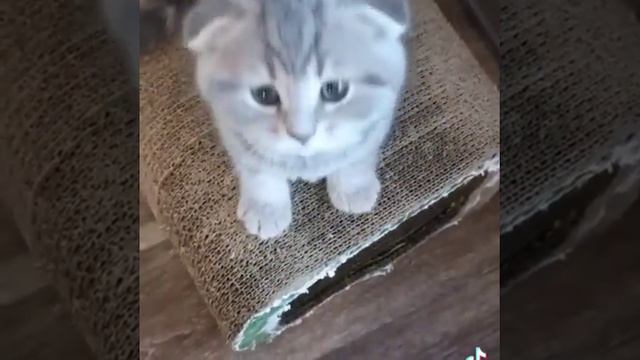 шотландские вислоухие котята смотреть онлайн