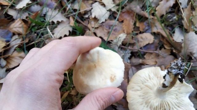 Tricholoma sulphurescens. Video sin explicación. смотреть онлайн