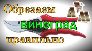 ? Некоторые важные тонкости обрезки винограда. Техника обрезки