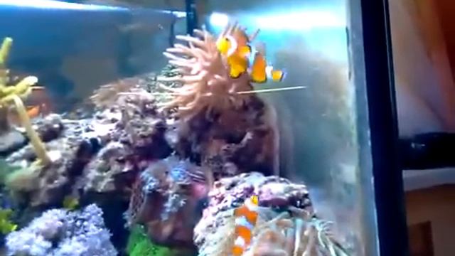 Оцеллярис в актинии смотреть онлайн