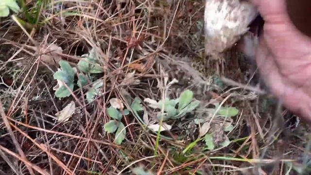 Tremenda amanita cesárea . Castillejo смотреть онлайн