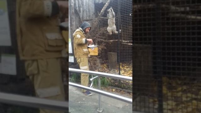 Felis silvestris lybica смотреть онлайн