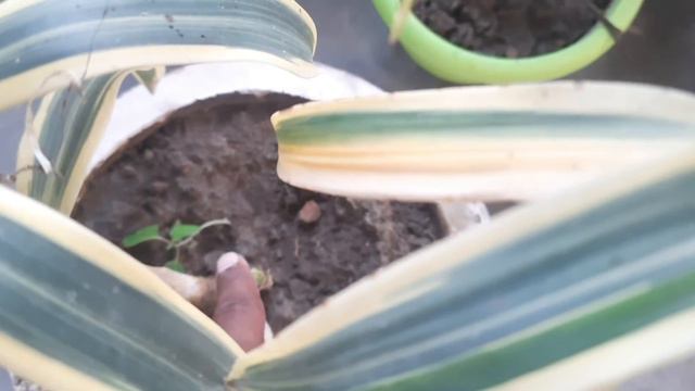 कटिंग से लगनेवाले 14 इंडोर प्लांट/ 14 Indoor Plants From Cutting