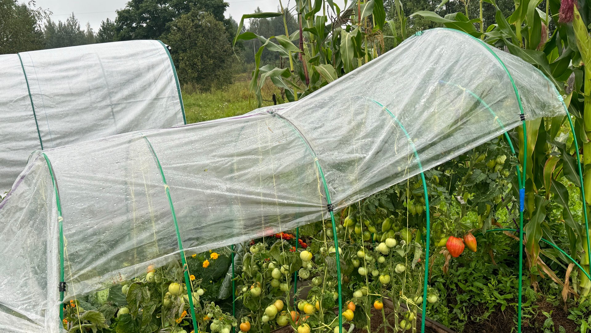 11-08-2024. Влог: Десперадо 👍, стригу томаты, картофель, виноград смотреть онлайн