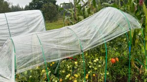 11-08-2024. Влог: Десперадо 👍, стригу томаты, картофель, виноград