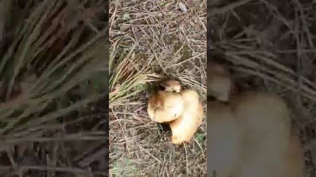 Маслята в Мае.Сбор грбов. смотреть онлайн