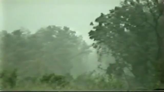Central Mangroves In Grand Cayman