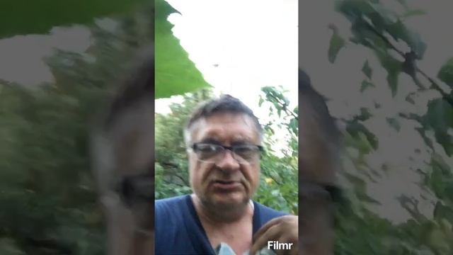 Дегустация алычи гибридной сорта Сонейка (солнышко по белорусски!).