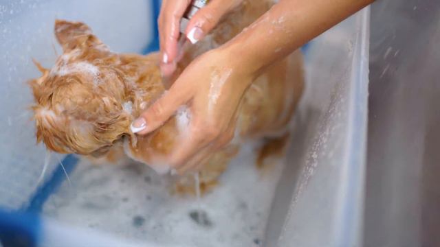Let me introduce you to a cat with attractive yellow eyes!😻🛁✂️❤️ смотреть онлайн