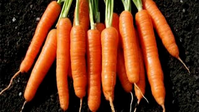 Как сохранить урожай моркови. По материалам Ольги Козачок