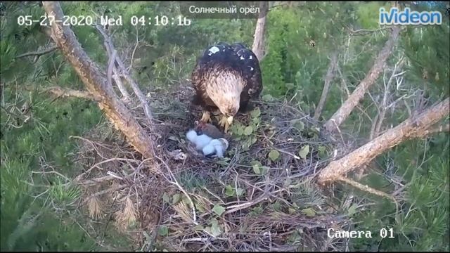 Гнездо орлана (Aquila heliaca) 27052020 второй птенец смотреть онлайн