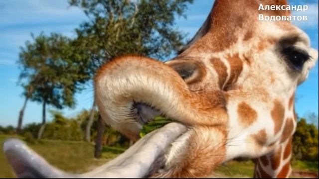 САМЫЕ БОЛЬШИЕ ЖИВОТНЫЕ НА ПЛАНЕТЕ Животные гиганты ТОП смотреть онлайн