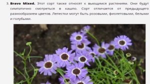 Когда сажать брахикому при выращивании из семян гид по цветным ромашкам