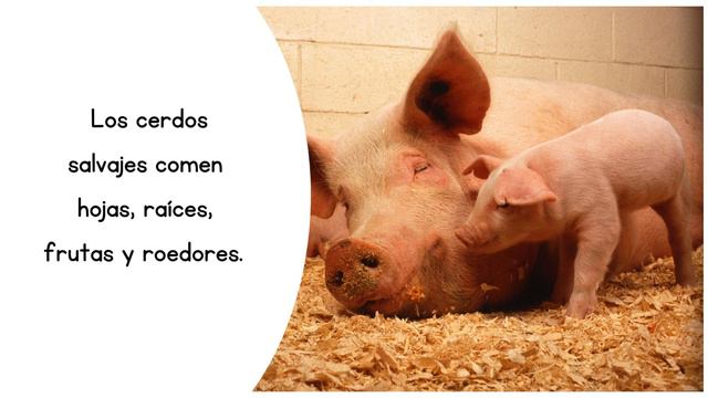 Todo sobre Animales de granja смотреть онлайн