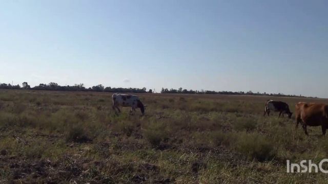 РЕАЛЬНАЯ ЖИЗНЬ В ДЕРЕВНЕ/Как оно есть на самом деле.Обзор хозяйства.Коровы на лугу!Зелень для коров