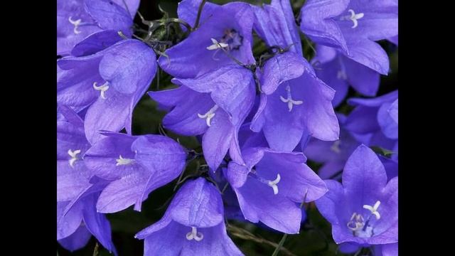 Platycodon grandiflorum flowers forest in Belgium смотреть онлайн