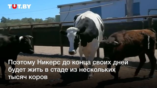 Посмотрите, как выглядит двухметровый бык из Австралии смотреть онлайн