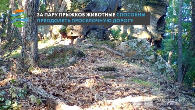 «Очень ловкий зверь»: грациозная харза предпочитает передвигаться вприпрыжку смотреть онлайн