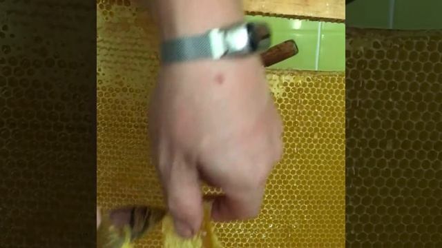 Мед с моей пасеки в сотах 2019 смотреть онлайн