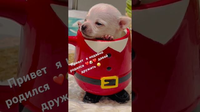 ❤️🐶❤️ Привет всем❤️Мой первый Новый год🎄🎄🎄#chihuahua #chihua 🟢Подробности по ссылке в описании смотреть онлайн