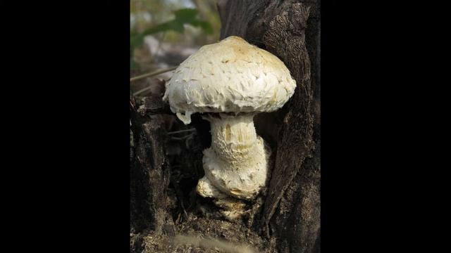 Hemipholiota populnea смотреть онлайн