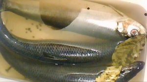 ЗАСОЛ СЕЛЕДКИ в РАССОЛЕ Очень вкусная Селедочка