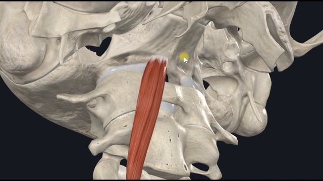 Длинная мышца головы (m. longus capitis) 3D Анатомия смотреть онлайн