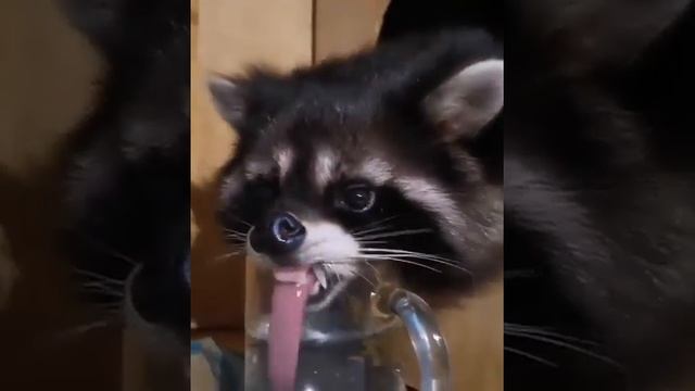 Енот пьёт воду. Смешной енотик. The raccoon drinks water. Funny raccoon. смотреть онлайн
