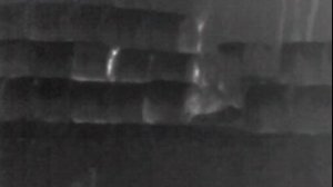 Охота на зайцев ночью в тепловизор