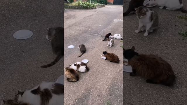 Добрые Руки, Полные Миски: Забота о Кошках на Улице. смотреть онлайн