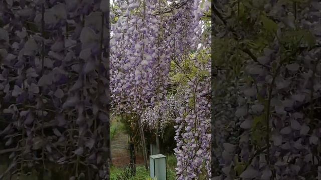 Глициния.Неописуемая красота. Гобулянд.30.04.23