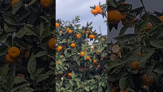 Сочи готов к Новому Году!))) смотреть онлайн