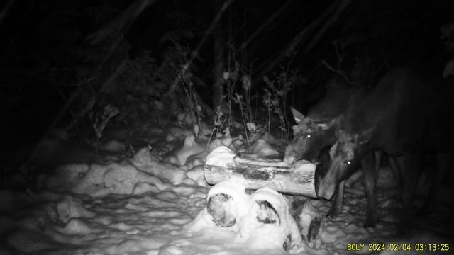 Фотоловушка Bolyguard SG2060-K #26.4 / Солонец №2 смотреть онлайн