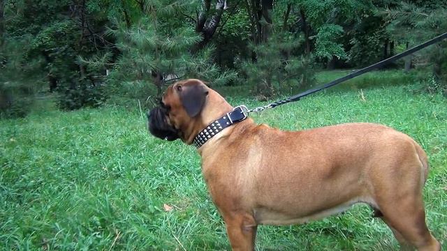 Bullmastiff and other dogs wearing Posh Leather Collar for Walking смотреть онлайн
