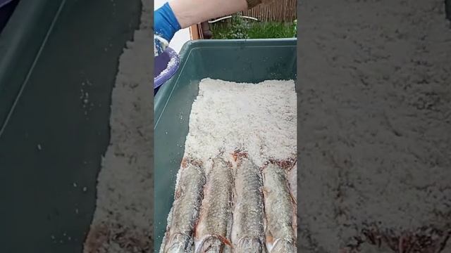 Как приготовить Щуку сухим посолом смотреть онлайн