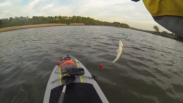 Paddle Boarding Croton Train Station Bridge. iSUP, Fishing #3 смотреть онлайн