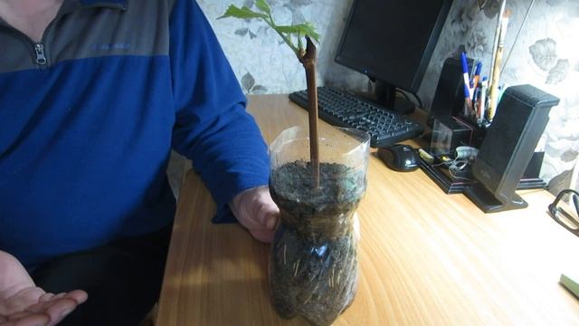 Укоренение винограда зимой смотреть онлайн