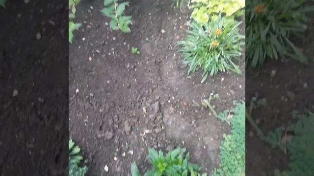 Новинки в цветниках. смотреть онлайн