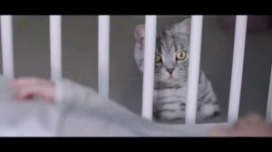 Реклама Whiskas | Вискас - "Любопытство"